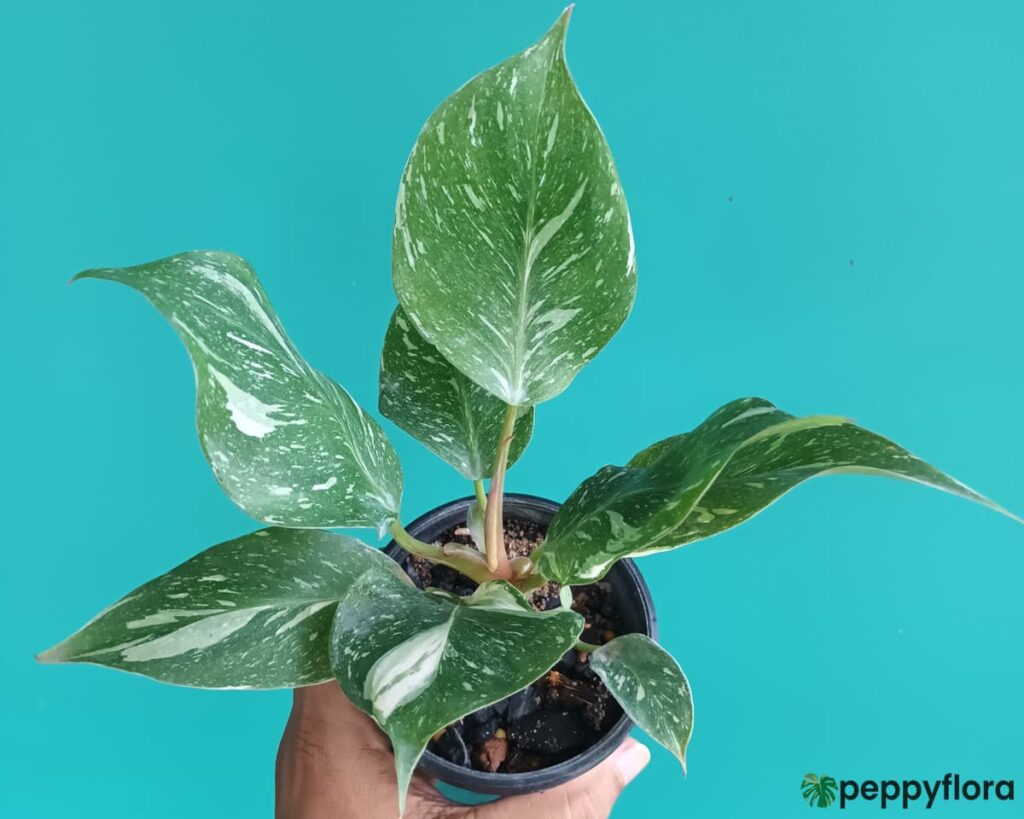 Philodendron White Knight Marble Product Peppyflora 02 Moz