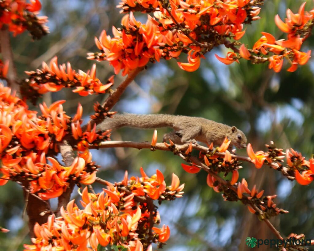 Red-Palash-Tree-Butea-Monosperma-Product-Peppyflora-02-Moz