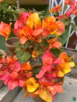 Bougainvillea-Adarna-3x4-Product-Peppyflora-01-a-Moz