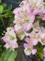 Bougainvillea-Begum-Sikander-3x4-Product-Peppyflora-01-a-Moz