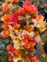 Chitra Monduring Bougainvillea