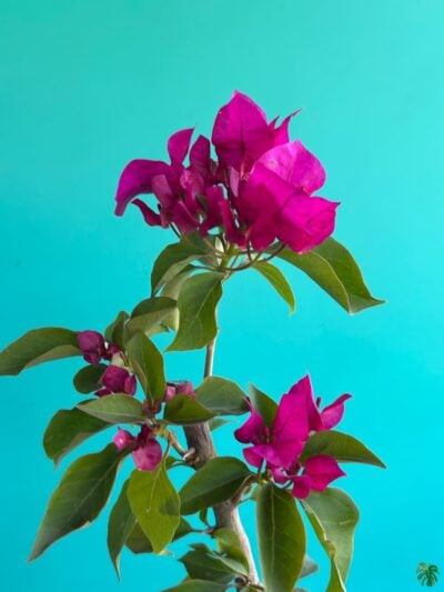 Dwarf-Bougainvillea-Vera-Deep-Purple-3x4-Product-Peppyflora-01-b-Moz