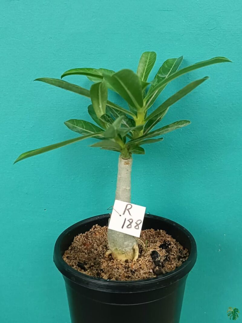 Grafted-Adenium-Double-Petal-American-Red-PFR188-3x4-Product-Peppyflora-01-a-Moz