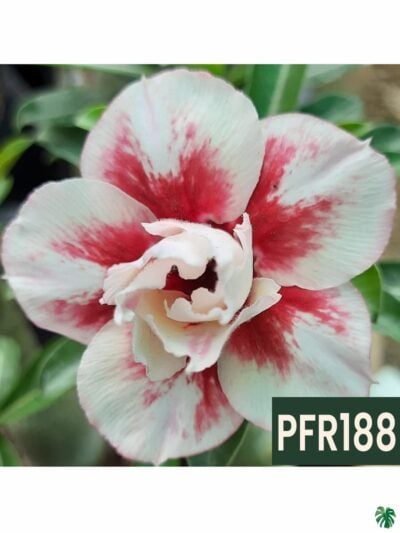 Grafted-Adenium-Double-Petal-American-Red-PFR188-3x4-Product-Peppyflora-01-b-Moz