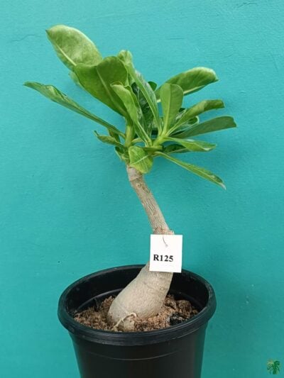 Grafted-Adenium-Double-Petal-Dark-Purple-PFR125-3x4-Product-Peppyflora-01-a-Moz