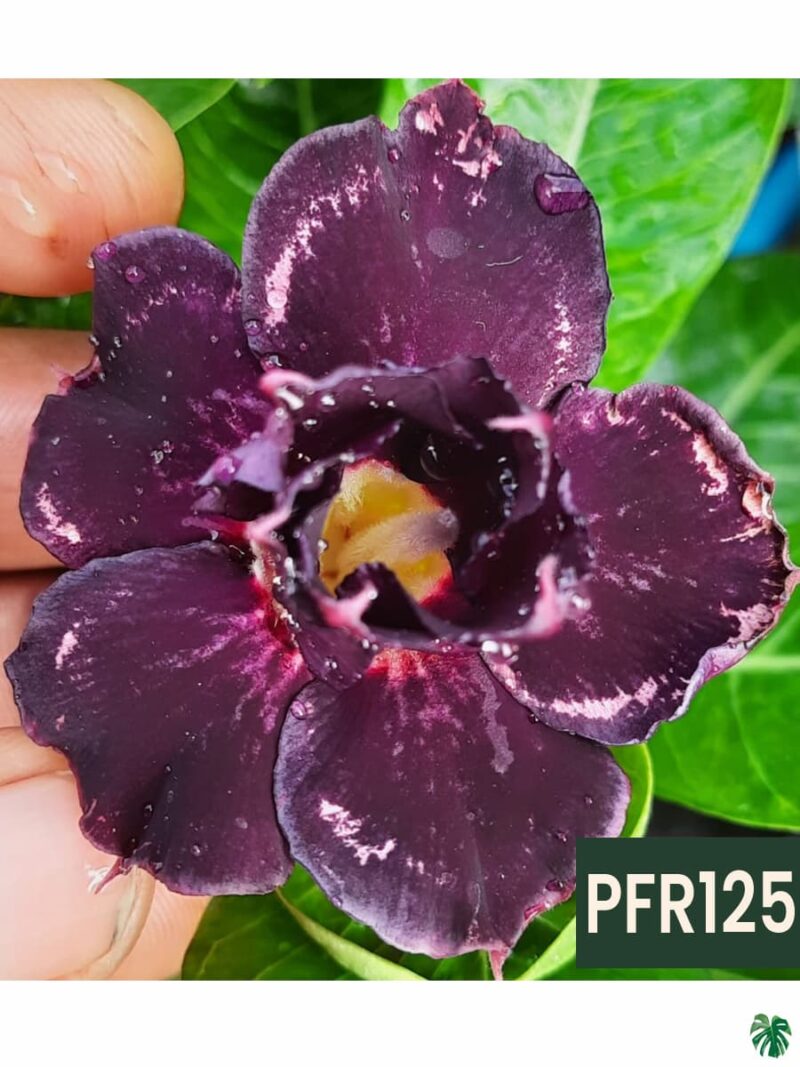 Grafted-Adenium-Double-Petal-Dark-Purple-PFR125-3x4-Product-Peppyflora-01-b-Moz