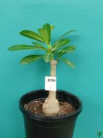 Grafted-Adenium-Double-Petal-Red-Pinwheel-PFR204-3x4-Product-Peppyflora-01-a-Moz