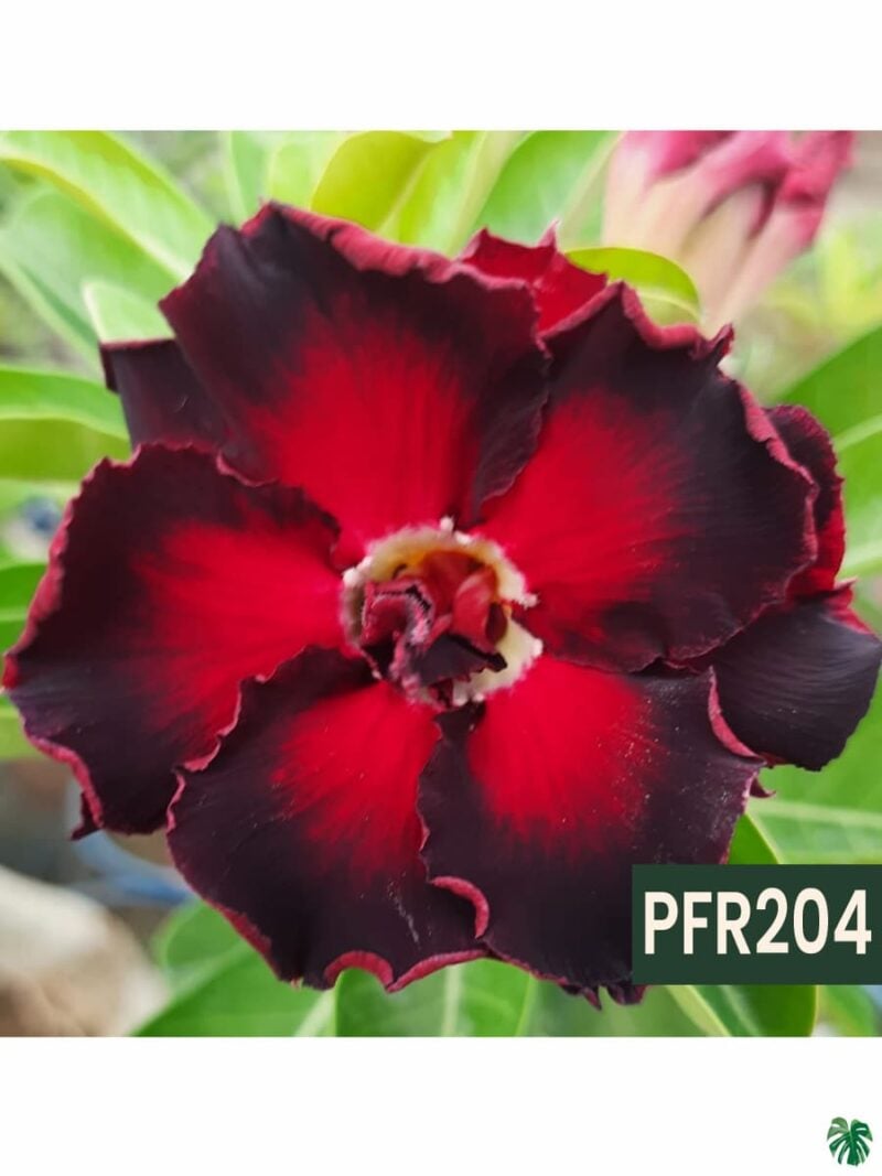 Grafted-Adenium-Double-Petal-Red-Pinwheel-PFR204-3x4-Product-Peppyflora-01-b-Moz