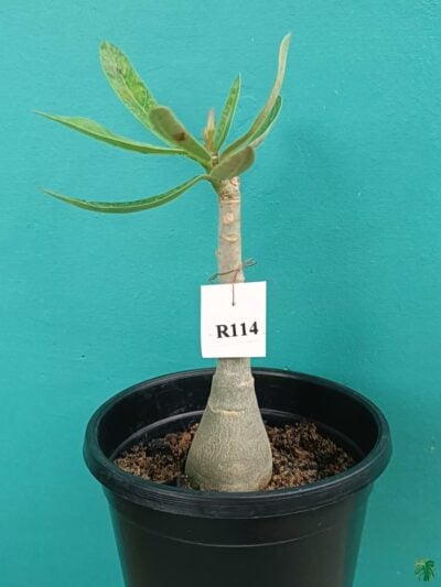 Grafted-Adenium-Double-Petal-Sigma-Shake-PFR114-3x4-Product-Peppyflora-01-a-Moz