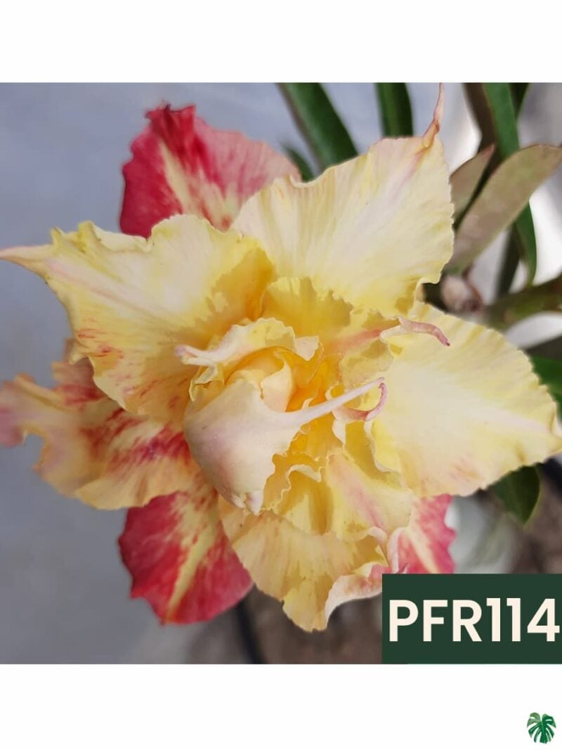 Grafted-Adenium-Double-Petal-Sigma-Shake-PFR114-3x4-Product-Peppyflora-01-b-Moz