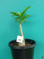 Grafted-Adenium-Single-Petal-Antique-Ruby-PFS59-3x4-Product-Peppyflora-01-a-Moz