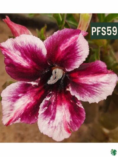 Grafted-Adenium-Single-Petal-Antique-Ruby-PFS59-3x4-Product-Peppyflora-01-b-Moz