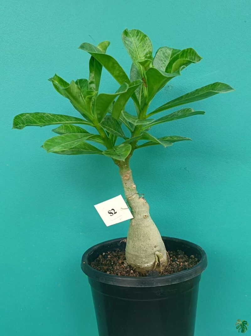 Grafted-Adenium-Single-Petal-Barbie-Pink-PFS2-3x4-Product-Peppyflora-01-a-Moz