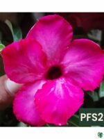 Grafted-Adenium-Single-Petal-Barbie-Pink-PFS2-3x4-Product-Peppyflora-01-b-Moz