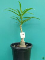 Grafted-Adenium-Single-Petal-Blood-Line-PFS74-3x4-Product-Peppyflora-01-a-Moz