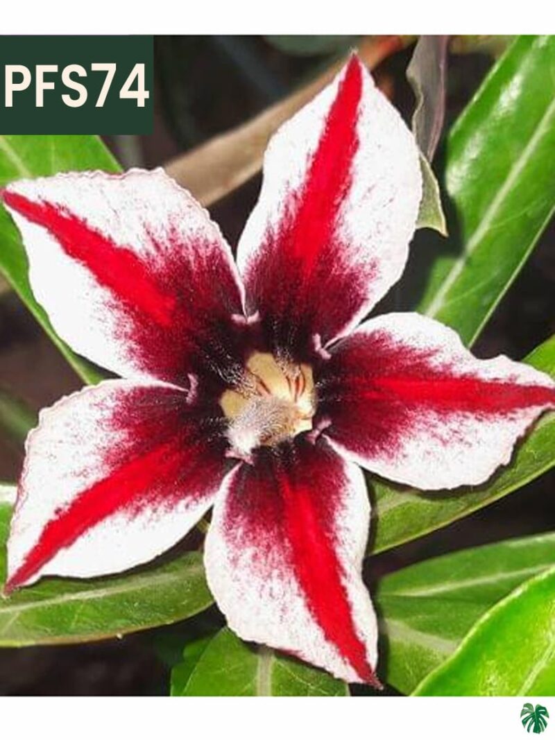 Grafted-Adenium-Single-Petal-Blood-Line-PFS74-3x4-Product-Peppyflora-01-b-Moz