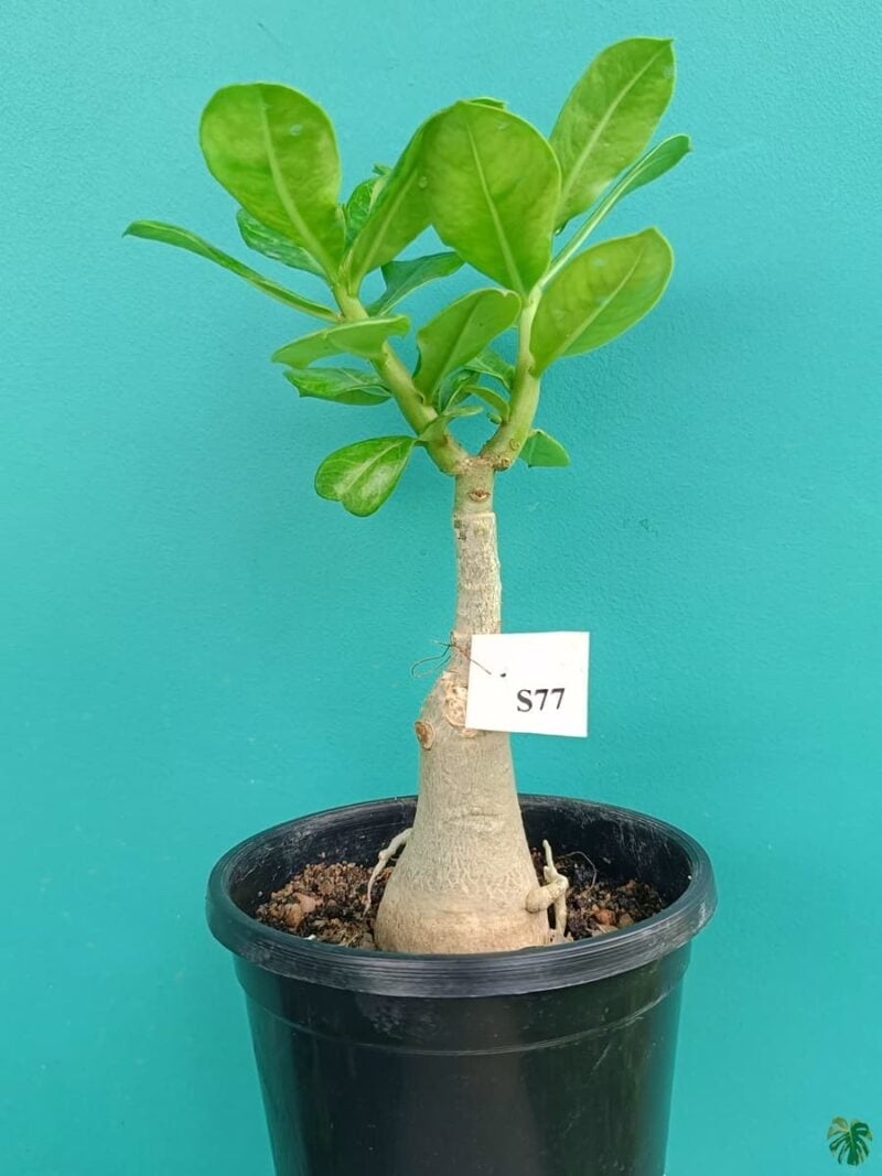 Grafted-Adenium-Single-Petal-Blood-Red-PFS77-3x4-Product-Peppyflora-01-a-Moz