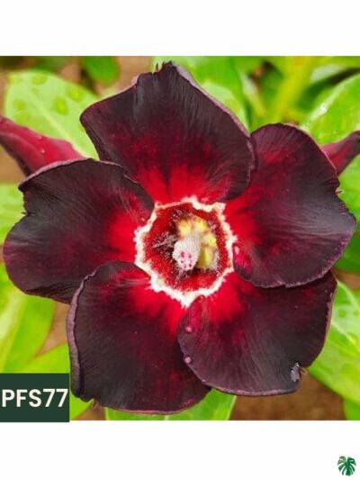 Grafted-Adenium-Single-Petal-Blood-Red-PFS77-3x4-Product-Peppyflora-01-b-Moz