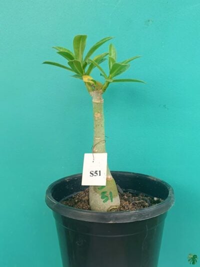 Grafted-Adenium-Single-Petal-Candy-Pink-Splash-PFS51-3x4-Product-Peppyflora-01-a-Moz