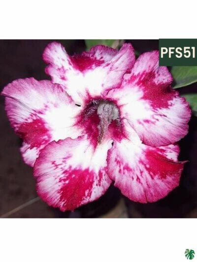 Grafted-Adenium-Single-Petal-Candy-Pink-Splash-PFS51-3x4-Product-Peppyflora-01-b-Moz