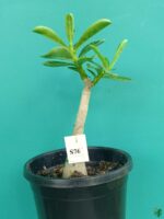 Grafted-Adenium-Single-Petal-Magenta-Violet - PFS76-3x4-Product-Peppyflora-01-a-Moz