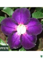 Grafted-Adenium-Single-Petal-Magenta-Violet - PFS76-3x4-Product-Peppyflora-01-b-Moz