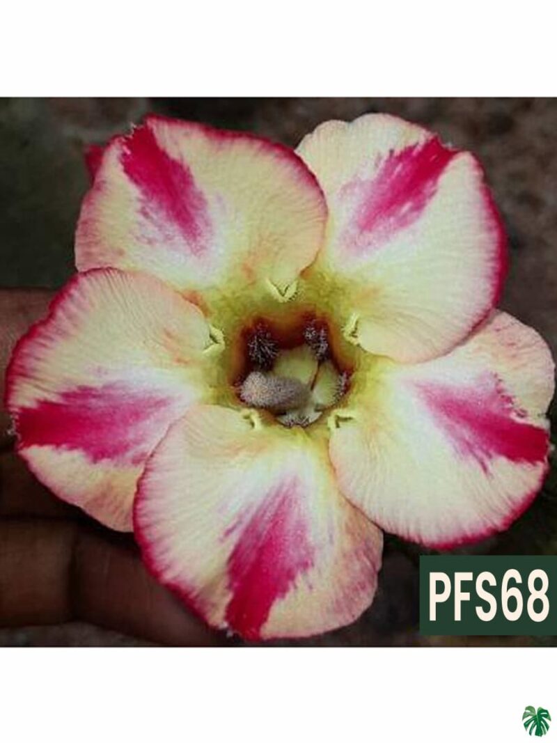 Grafted-Adenium-Single-Petal-Pink-Brush-Yellow-PFS68-3x4-Product-Peppyflora-01-b-Moz