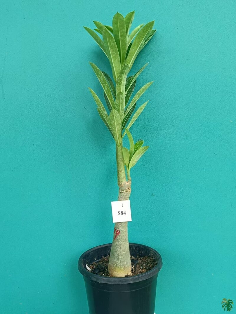 Grafted-Adenium-Single-Petal-Sand-Flame-PFS84-3x4-Product-Peppyflora-01-a-Moz