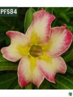 Grafted-Adenium-Single-Petal-Sand-Flame-PFS84-3x4-Product-Peppyflora-01-b-Moz