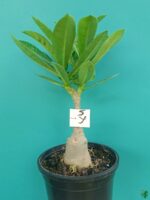 Grafted-Adenium-Single-Petal-Straw-White-PFSY-3x4-Product-Peppyflora-01-a-Moz