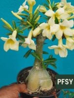 Grafted-Adenium-Single-Petal-Straw-White-PFSY-3x4-Product-Peppyflora-01-b-Moz