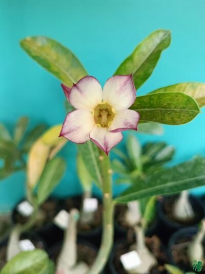 Grafted-adenium-Single-Petal-Desert-Lotus-PFS93-3x4-Product-Peppyflora-01-c-Moz