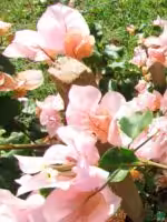 Peach-Bougainvillea-Ada's-Joy-3x4-Product-Peppyflora-01-b-Moz