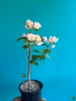 Peach-Bougainvillea-Ada's-Joy-3x4-Product-Peppyflora-01-f-Moz