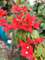 Brezza-Red-Bougainvillea-3x4-Product-Peppyflora-01-a-Moz