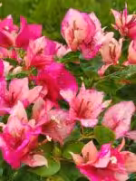 Red-September-Bougainvillea-3x4-Product-Peppyflora-01-a-Moz