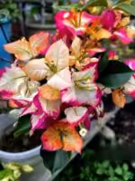 Sufia-Indiana-Bougainvillea-3x4-Product-Peppyflora-01-a-Moz