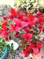 VF-Ruby-Bougainvillea-3x4-Product-Peppyflora-01-a-Moz
