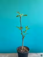 All-Climate-Apple-Tree-3x4-Product-Peppyflora-01-a-Moz