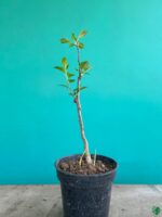 All-Climate-Apple-Tree-3x4-Product-Peppyflora-01-b-Moz