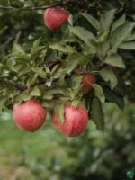 All-Climate-Apple-Tree-3x4-Product-Peppyflora-01-e-Moz
