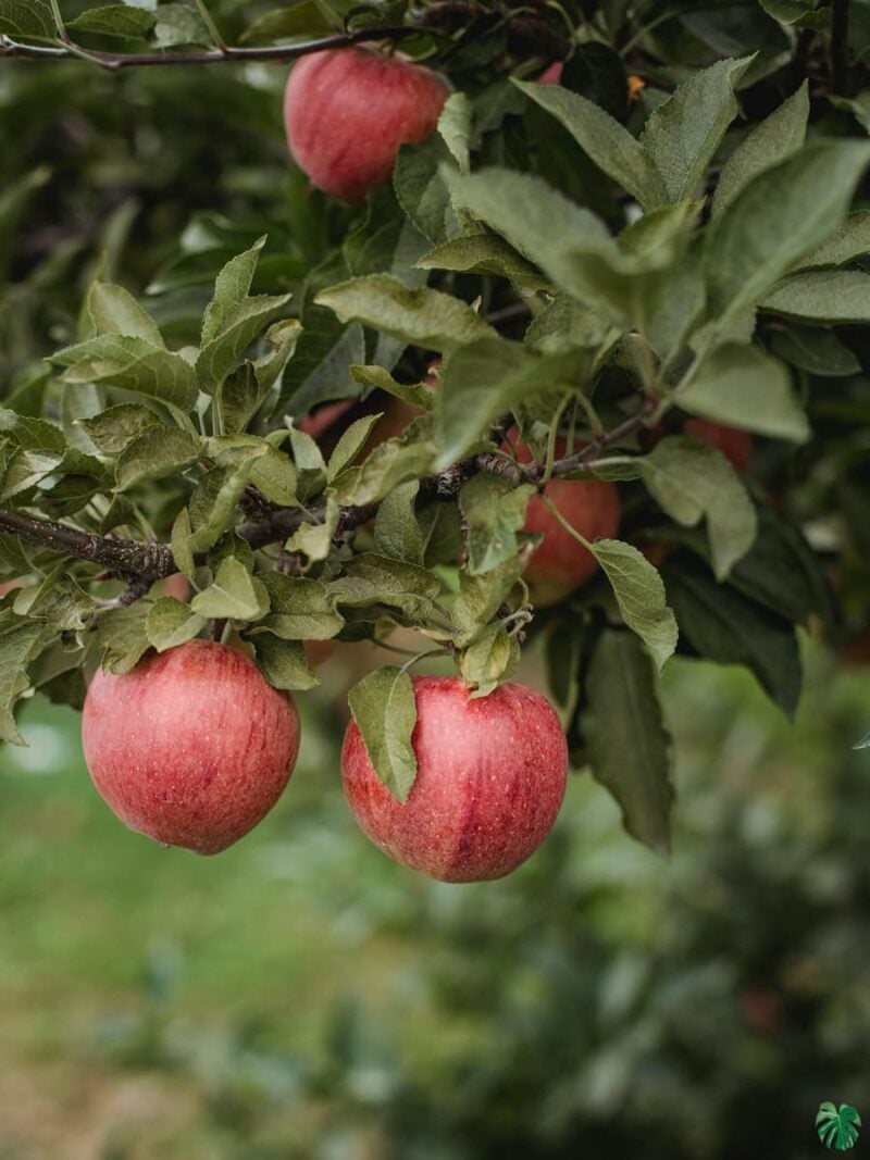 All-Climate-Apple-Tree-3x4-Product-Peppyflora-01-e-Moz