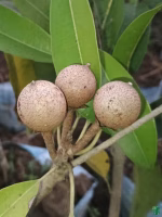 Manilkara-Zapota-Sapodilla-Chikoo-3x4-Product-Peppyflora-01-a-Moz
