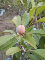 Manilkara-Zapota-Sapodilla-Chikoo-3x4-Product-Peppyflora-01-c-Moz