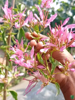 Spider-Bougainvillea-3x4-Product-Peppyflora-01-a-Moz