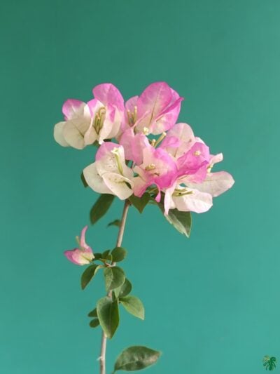 Thai-Chitra-Bougainvillea-3x4-Product-Peppyflora-01-b-Moz