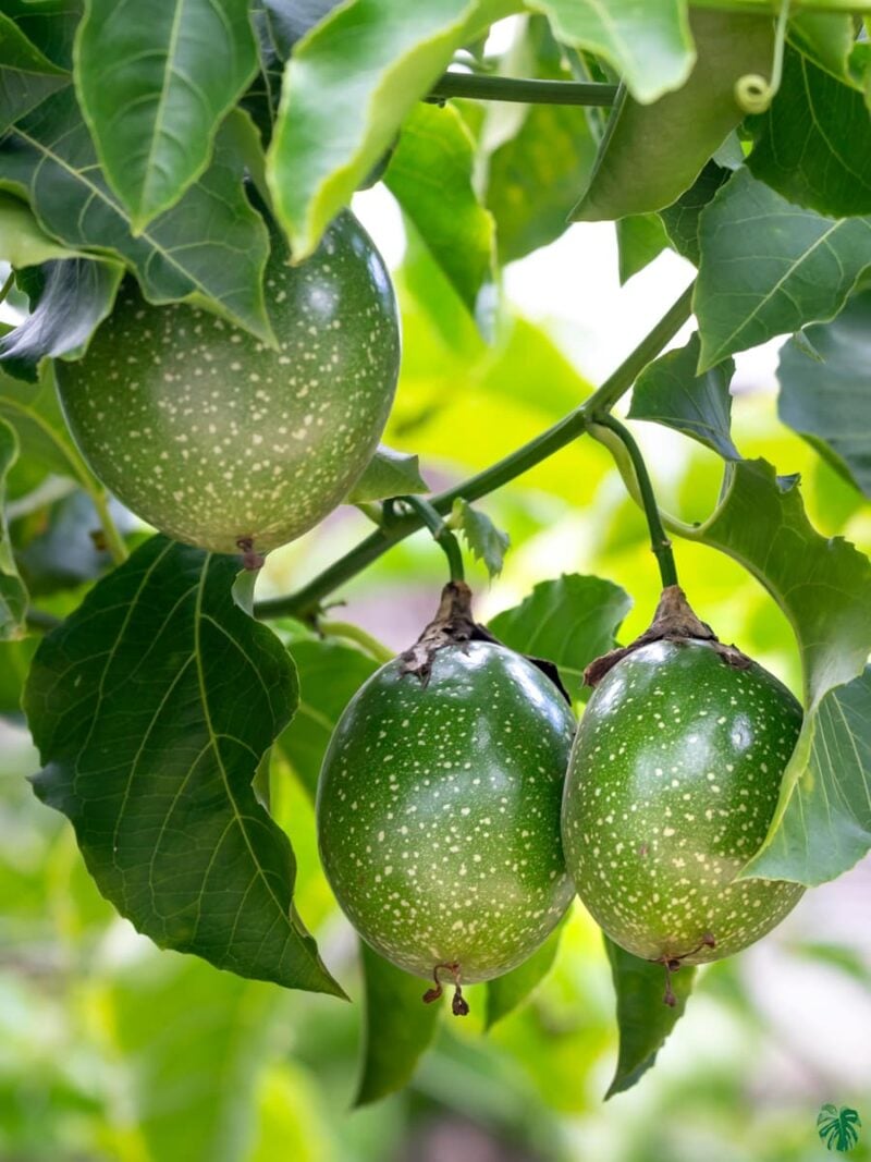 Passion-Fruit-Plant-Passiflora-Edulis-3x4-Product-Peppyflora-01-a-Moz