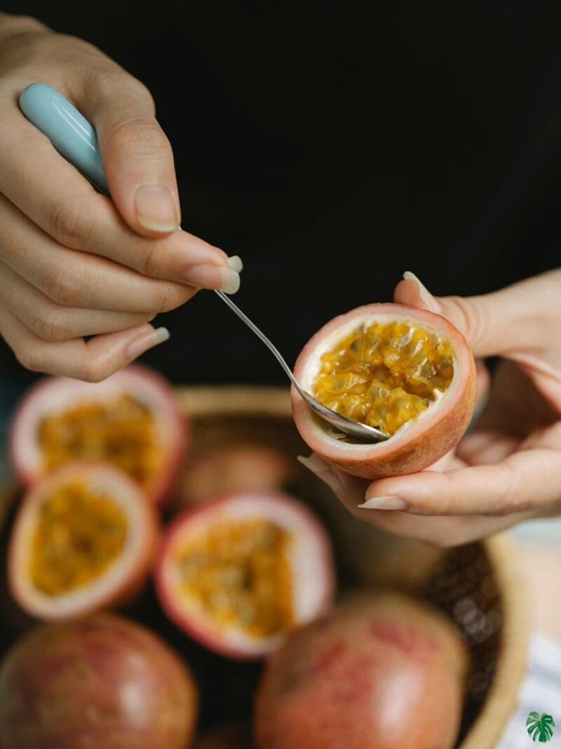 Passion-Fruit-Plant-Passiflora-Edulis-3x4-Product-Peppyflora-01-c-Moz
