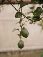 Passion-Fruit-Plant-Passiflora-Edulis-3x4-Product-Peppyflora-01-d-Moz