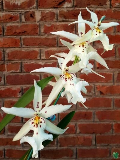 Aliceara-Degarmoara-Winter-Wonderland-White-Fairy-3x4-Product-Peppyflora-01-b-Moz